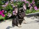 French Bulldog Puppies for sale in Indianapolis, IN, USA. price: $2,800