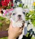 French Bulldog Puppies for sale in King City, CA 93930, USA. price: NA