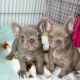 French Bulldog Puppies for sale in ON-401, Ontario, Canada. price: $400