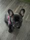 French Bulldog Puppies for sale in Washington, DC, USA. price: $1,500