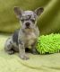 French Bulldog Puppies for sale in St. Petersburg, FL, USA. price: $2,950