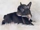 French Bulldog Puppies for sale in Albuquerque, NM, USA. price: $1,900