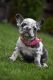 French Bulldog Puppies for sale in San Diego, CA, USA. price: $3,900