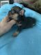 French Bulldog Puppies for sale in Cross Hill, SC 29332, USA. price: NA