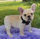 French Bulldog Puppies for sale in Menifee, CA, USA. price: $3,000