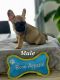 French Bulldog Puppies for sale in Fresno, CA, USA. price: $2,000