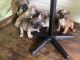 French Bulldog Puppies for sale in Tuscaloosa, AL, USA. price: $200,000