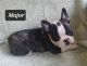 French Bulldog Puppies for sale in Parkersburg, WV, USA. price: $1,500