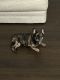 French Bulldog Puppies for sale in 3536 Spring View Ct, Alpharetta, GA 30004, USA. price: $1,700