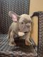 French Bulldog Puppies for sale in Albuquerque, NM, USA. price: $2,900