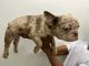 French Bulldog Puppies for sale in Beacon, NY 12508, USA. price: $2,000