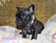French Bulldog Puppies for sale in Ellenwood, GA 30294, USA. price: $3,000