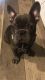 French Bulldog Puppies for sale in Mojave, CA 93501, USA. price: $4,500