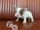 French Bulldog Puppies for sale in Northern Virginia, VA, USA. price: $4,500