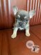 French Bulldog Puppies for sale in Northern Virginia, VA, USA. price: $5,000