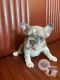 French Bulldog Puppies for sale in Northern Virginia, VA, USA. price: $6,000