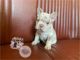 French Bulldog Puppies for sale in Northern Virginia, VA, USA. price: $6,500