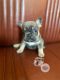 French Bulldog Puppies for sale in Northern Virginia, VA, USA. price: NA