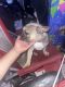 French Bulldog Puppies for sale in Bakersfield, CA 93307, USA. price: $6,000