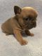 French Bulldog Puppies for sale in Chandler, AZ 85225, USA. price: $2,800