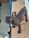 French Bulldog Puppies for sale in Jacksonville, FL, USA. price: $2,000