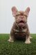 French Bulldog Puppies for sale in Orlando, FL, USA. price: $10,000