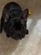 French Bulldog Puppies for sale in Syracuse, NY, USA. price: $1,200