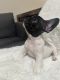 French Bulldog Puppies for sale in 201 NW 109th Ave, Miami, FL 33172, USA. price: NA