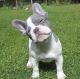 French Bulldog Puppies for sale in Washington, DC, USA. price: $800