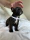 French Bulldog Puppies for sale in Fair Lawn, NJ 07410, USA. price: NA