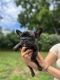 French Bulldog Puppies for sale in Fair Lawn, NJ 07410, USA. price: $1,800