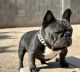 French Bulldog Puppies for sale in Maricopa, AZ, USA. price: $2,500