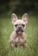 French Bulldog Puppies for sale in Alachua, FL 32615, USA. price: NA