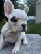 French Bulldog Puppies for sale in Boston, MA, USA. price: $1,900