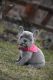 French Bulldog Puppies for sale in California City, CA, USA. price: $4,900