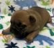 French Bulldog Puppies for sale in Covington, LA, USA. price: $2,000