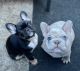 French Bulldog Puppies for sale in Vancouver, WA, USA. price: $3,500