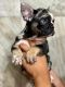 French Bulldog Puppies for sale in Albuquerque, NM, USA. price: $3,500
