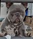 French Bulldog Puppies for sale in Cedar City, UT, USA. price: NA