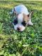 French Bulldog Puppies for sale in Myton, UT 84052, USA. price: $900