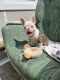 French Bulldog Puppies for sale in Baltimore, MD, USA. price: $3,000