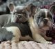 French Bulldog Puppies for sale in Newcastle, CA 95658, USA. price: $3,000