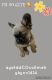 French Bulldog Puppies for sale in San Juan Bautista, CA 95045, USA. price: $4,000