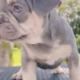 French Bulldog Puppies for sale in Ohio City, OH 45874, USA. price: $2,000