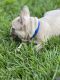 French Bulldog Puppies for sale in Tallahassee, FL, USA. price: $3,000