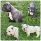 French Bulldog Puppies for sale in Fredericksburg, VA 22401, USA. price: $2,000
