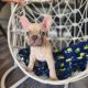 French Bulldog Puppies for sale in Surprise, AZ, USA. price: $2,500