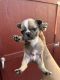 French Bulldog Puppies for sale in West Covina, CA, USA. price: $1,500