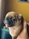 French Bulldog Puppies for sale in Bunker Hill, WV 25413, USA. price: $3,500