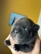French Bulldog Puppies for sale in Bunker Hill, WV 25413, USA. price: $3,500
